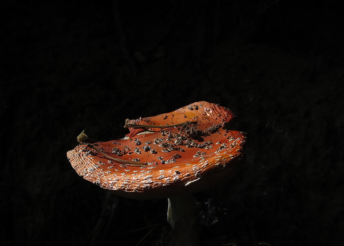 FLY AGARIC: DANGERS AND TOXICITY TO HUMANS - WHAT YOU NEED TO KNOW