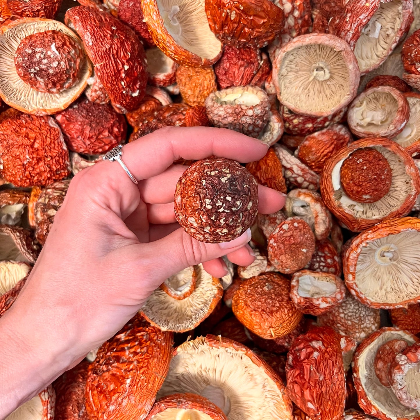 AMANITA WHOLE CAPS