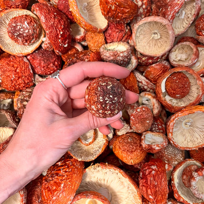 AMANITA WHOLE CAPS